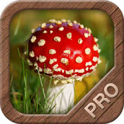 Mushrooms PRO – NATURE MOBILE