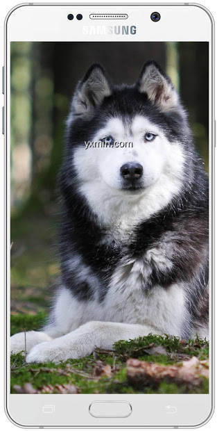 【图】Husky Dog Wallpapers HD(截图1)