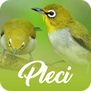 Masteran Pleci Juara Offline Masteran Pleci Juara Offline