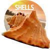 Shells Wallpapers in 4K Shells Wallpapers in 4K