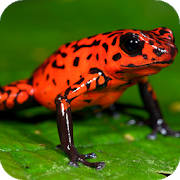 Frog Jump