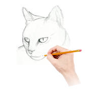 How To Draw Warrior Cats How To Draw Warrior Cats