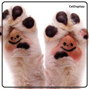 CatDogApp