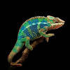 Chameleon Wallpapers Chameleon Wallpapers