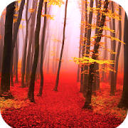 Forest Wallpaper HD