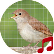 Nightingale bird sounds ~ Sboa