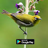 suara pikat burung pleci