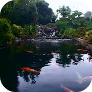 Real pond with Koi Real pond with Koi