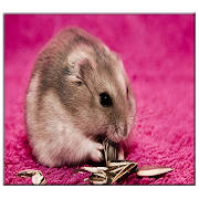 Hamster Live Wallpaper
