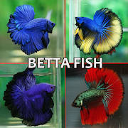 Betta Fish