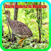 Canto Codorna de Nordeste Canto Codorna de Nordeste