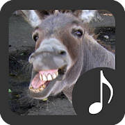 Donkey Sounds