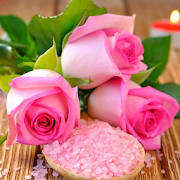 Flowers Wallpapers HD Flowers Wallpapers HD