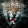 Predatory Animals Wallpapers Predatory Animals Wallpapers