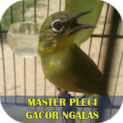 Master Pleci Gacor Ngalas Master Pleci Gacor Ngalas