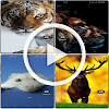 Animal Video Wallpaper RZDO Animal Video Wallpaper RZDO