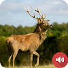 Deer Sounds Deer Sounds