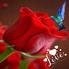 Roses and beautiful flowers Roses and beautiful flowers