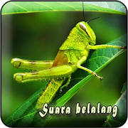 Masteran Belalang MP3 Offline