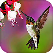 Hummingbird Live Wallpaper (Backgrounds) Hummingbird Live Wallpaper (Backgrounds)