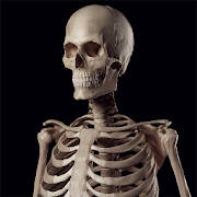 Human Skeleton Reference Guide Human Skeleton Reference Guide