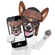 Look Here – Pet Camera Look Here – Pet Camera