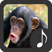 Monkey Sounds