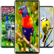 Bird Parrots HD Live Wallpaper