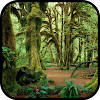 Forest Wallpaper