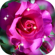 Special Roses HD Live Wallpaper Special Roses HD Live Wallpaper