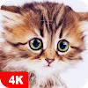 Cute Animal Wallpapers 4K