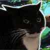 Maxwell The Carryable Cat