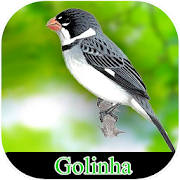 Meu Golinha