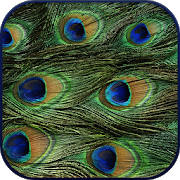 HD Peacock Feather Wallpaper HD Peacock Feather Wallpaper