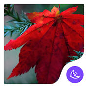 Maple leaf-APUS Launcher theme Maple leaf-APUS Launcher theme