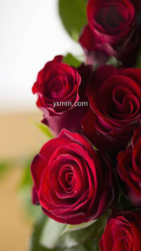 【图】Morning Roses and flowers gift(截图 0)