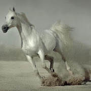 500 Amazing Horse Pictures HD