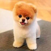Pomeranian Dog Simulator