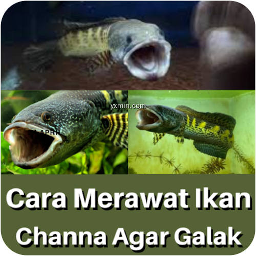 【图】Cara Merawat Ikan Channa Galak(截图 0)