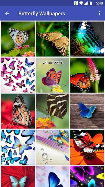 【图】Butterfly Wallpapers(截图1)