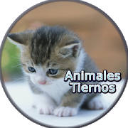Imagenes de Animales Tiernos