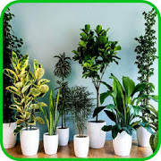 室内植物