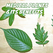 顶级药用植物及其用途 顶级药用植物及其用途