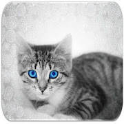 Kitten sounds Kitten sounds