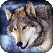 3d Wild Wolf Hunting Jungle Shooter 3d Wild Wolf Hunting Jungle Shooter