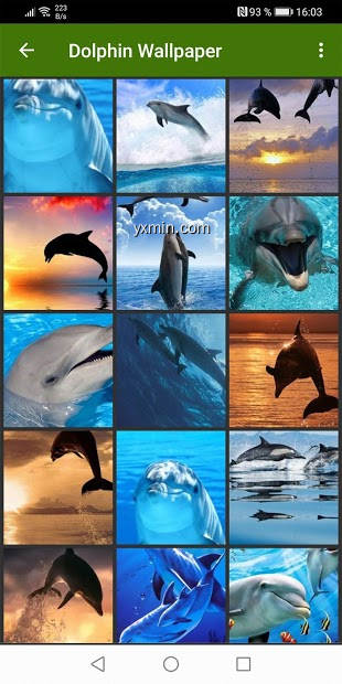 【图】Dolphin Wallpapers(截图1)