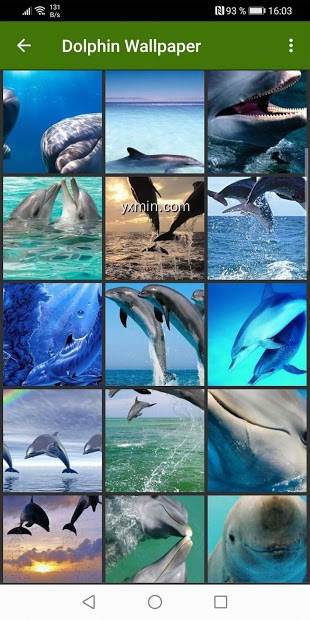 【图】Dolphin Wallpapers(截图2)