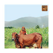 Dairy Husbandry Practices (Hi)