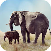 Elephant Sounds Elephant Sounds