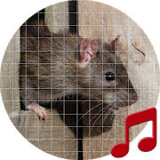 Mouse and Rat Sounds ~ Sboard.pro